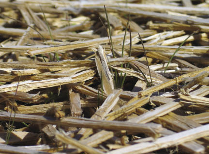 Figure 10.13 - Long-fibered mulches, like wood strands shown below, create a good growing environment because seeds and seedlings are protected from excessive drying during germination and early seedling establishment. On sites where freeze-thaw is prevalent, long-fibered mulches can insulate the soil and protect emerging seedlings.