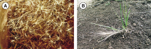 Figure 10.22 - Seeds of some species are baled with straw because of the difficulty of seed harvesting and cleaning. The long awns of the squirreltail seeds (A) show how difficult collecting and handling these seeds can be. The squirreltail seeds are germinating from the heads of the seeds that came in the bales (B).