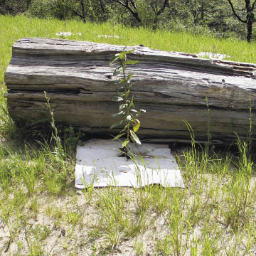 Figure 10.16 - Sheet mulches come in a variety of materials, such as the paper/cardboard product shown in this picture. The size of the sheet mulch must be large enough to keep competing vegetation away from the seedling. The 3 by 3 ft sheet mulch shown around this Pacific madrone (Arbutus menziesii) seedling is the minimum size for this site.
