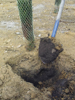 Figure 10.17 - This photograph was taken in late summer, months after adjacent soils had dried out. The lack of competing vegetation and the low surface evaporation resulting from the placement of 3 to 4 inches of coarse sawdust resulted in very high soil moisture. The high C:N of the sawdust was believed to be a factor in inhibiting the establishment of weedy annuals.