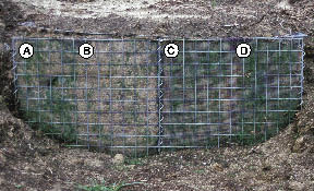 Figure 10.21 - Small field trials can help select the most appropriate species and materials for a project. The trial shown in this picture compared straw mat (A and B) with a polywoven mat (C and D). It also compared the growth of blue wild rye (Elymus glaucus) and California fescue (Festuca californica) (A and C). The first year results indicated that there was much better establishment of grasses on the polywoven erosion mat than the straw mat, yet no difference in species growth. Maintaining the trial for two years showed that California fescue outperformed blue wild rye. These results led to using California fescue and polywoven erosion mat for the project described in Inset 10.3.