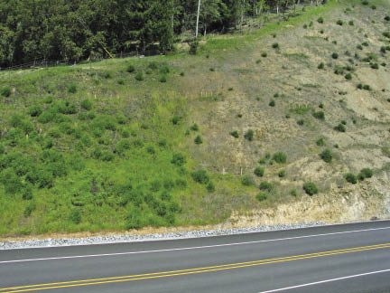 Figure 10.40a - The accumulation of nitrogen by N-fixating bacteria is directly related to the cover of nitrogen-fixing host plants on a site. The large plants shown in this photograph are lupines, which are nitrogen-fixing (A). The nitrogen-fixing potential of 15-year-old stands of Ceanothus velutinus and Purshia tridentata was directly proportional to plant cover (B) (adapted after Busse 2000).