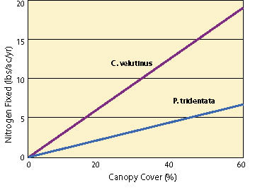 Figure 10.40b - The accumulation of nitrogen by N-fixating bacteria is directly related to the cover of nitrogen-fixing host plants on a site. The large plants shown in this photograph are lupines, which are nitrogen-fixing (A). The nitrogen-fixing potential of 15-year-old stands of Ceanothus velutinus and Purshia tridentata was directly proportional to plant cover (B) (adapted after Busse 2000).