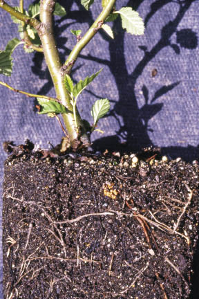 Figure 10.42 - After successful inoculation, nitrogen-fixing bacteria will multiply on the root system as plants grow. The arrow points to a visible Frankia nodule on an alnus seedling. Photo by Tara Luna.