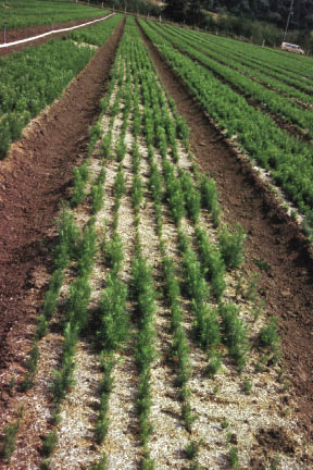 Figure 10.32b - Mycorrhizal fungi offer many benefits to the host plant. The fungal hyphae increase the area of absorption for water and mineral nutrients, whereas fungal mantle covers the root and protects it from desiccation and pathogens (A). In fumigated nursery soils, inoculated seedlings are much larger and healthier than those that lack the fungal partner (B).