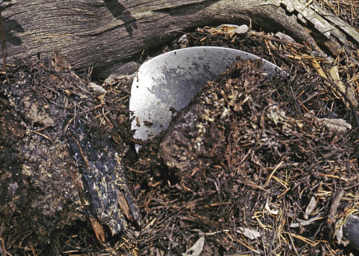 Figure 10.33a - Soil inoculum can be collected from adjacent plants if done carefully (A). Inoculum can also be made from the spores of mushrooms (B), puffballs, or truffles (C) collected from around the proper host plant.