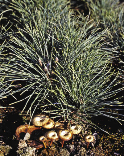 Figure 10.33b - Soil inoculum can be collected from adjacent plants if done carefully (A). Inoculum can also be made from the spores of mushrooms (B), puffballs, or truffles (C) collected from around the proper host plant.