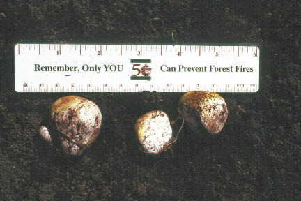 Figure 10.33c - Soil inoculum can be collected from adjacent plants if done carefully (A). Inoculum can also be made from the spores of mushrooms (B), puffballs, or truffles (C) collected from around the proper host plant.