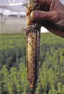 Figure 10.35 - Ectomycorrhizae are visible on plant root systems as white or colored structures with a cottony or felt-like texture.