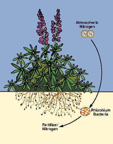 Figure 10.38b - Nitrogen-fixing plants, such as legumes, have symbiotic bacteria on their roots (A) which can chemically "fix" atmospheric nitrogen into forms that can be used by plants as fertilizer (B).