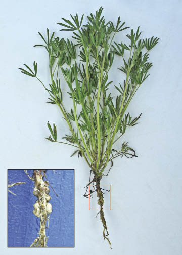 Figure 10.38a - Nitrogen-fixing plants, such as legumes, have symbiotic bacteria on their roots (A) which can chemically "fix" atmospheric nitrogen into forms that can be used by plants as fertilizer (B).