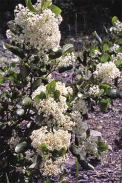 Figure 10.39c - Nitrogen-fixing bacteria include Rhizobium that forms relationships with plants in the legume family including lupines (A), and clovers (B) and Frankia that forms relationships with other non-leguminous plants such as snowbrush ceanothus (C), and mountain-avens (D) . Photos A, C, & D by Tara Luna.