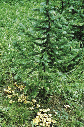 Figure 10.31a - Many plants rely on symbiotic relationships to survive and grow in nature (A). The mushrooms under this spruce are the fruiting bodies of a beneficial fungus that has formed mycorrhizae on the roots (B). 