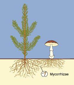 Figure 10.31b - Many plants rely on symbiotic relationships to survive and grow in nature (A). The mushrooms under this spruce are the fruiting bodies of a beneficial fungus that has formed mycorrhizae on the roots (B). 