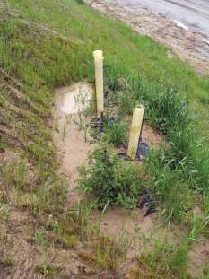 Figure 10.44 Photo- Planting pockets collect and store runoff water from areas directly upslope during rainstorms (A). Water and sediments collect in the back slope of the pocket (B). Moisture fills the soil and moves into fractured bedrock (C) where roots have penetrated. The face of the planting pocket is protected by mulch or erosion cloth (D). The photograph on the right was taken looking down on a planting pocket after a rainstorm. The back slope has ponded water and collected sediments from the surface above.