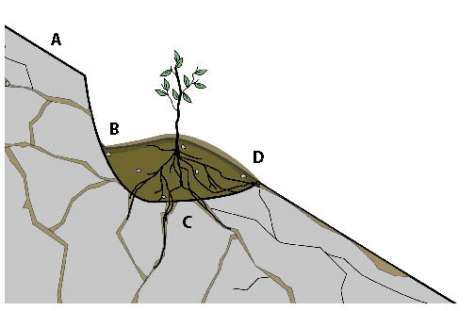 Figure 10.44 Diagram- Planting pockets collect and store runoff water from areas directly upslope during rainstorms (A). Water and sediments collect in the back slope of the pocket (B). Moisture fills the soil and moves into fractured bedrock (C) where roots have penetrated. The face of the planting pocket is protected by mulch or erosion cloth (D). The photograph on the right was taken looking down on a planting pocket after a rainstorm. The back slope has ponded water and collected sediments from the surface above.
