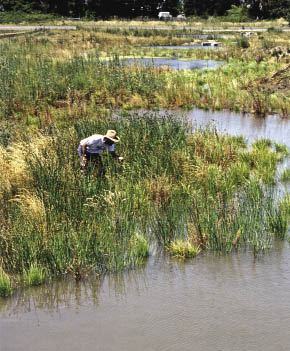 Figure 10.46 - Constructed wetlands capture water from roadside runoff and filter sediments before water enters perennial streams. Constructed wetlands can create favorable habitat for unique flora and fauna.
