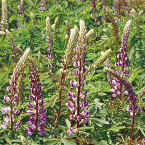 Figure 10.52 - Species such as lupine (Lupinus spp).have indeterminate inflorescence bloom and set seeds all summer. Seeds ripen first at the bottom of the stem and continue to ripen up the stalk as the season progresses.