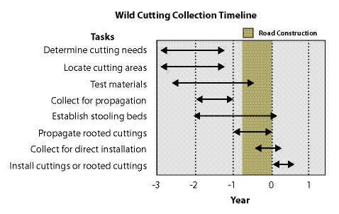 Figure 10.54 - Collecting wild cuttings requires a lead-time of several years depending on whether it is used to propagate stooling beds, rooted cuttings, or direction installation.