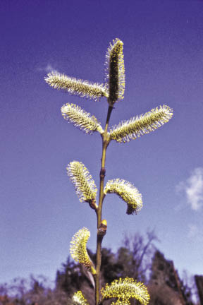 Inset 10.14a - How to Tell the Difference Between Male and Female Willows and Cottonwoods