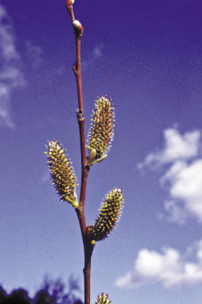 Inset 10.14b - How to Tell the Difference Between Male and Female Willows and Cottonwoods