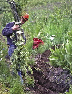 Figure 10.55 - Collecting cuttings outside of plant dormancy as was done for the project shown in this photograph, can lead to extremely poor results. If this practice is considered, rooting potential tests should be performed first.