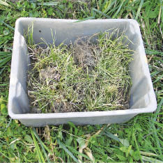 Figure 10.58a - Wetland plants are often salvaged from areas that are planned for disturbance. Removing plants from wetland settings can be difficult due to wet soils and massive root systems of many species. The heavy weight of these plants makes transportation and handling difficult. Tubs (A) are used for hand-transporting to planting sites while pallets (B) have been used for large quantities.