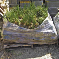 Figure 10.58b - Wetland plants are often salvaged from areas that are planned for disturbance. Removing plants from wetland settings can be difficult due to wet soils and massive root systems of many species. The heavy weight of these plants makes transportation and handling difficult. Tubs (A) are used for hand-transporting to planting sites while pallets (B) have been used for large quantities.