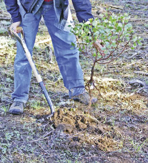 Figure 10.59 - Be sure to select small plants with a protective ball of soil around the roots (A). Do not attempt to transplant plants if the soil falls off the root system (B).