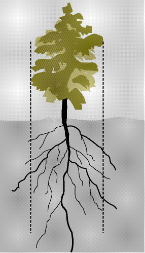 Figure 10.60 - Plants can be excavated from the soil using the drip line (dashed lines) as a guide.