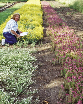 Figure 10.63 - A variety of species can be propagated for seed. In this photograph small seedlots of forbs are being propagated. The beds in the upper left are western buttercup (Ranunculus occidentalis); lower left is fragrant popcornflower (Plagiobothrys figuratus), and the bed on the right is elegant calicoflower (Downingia elegans).