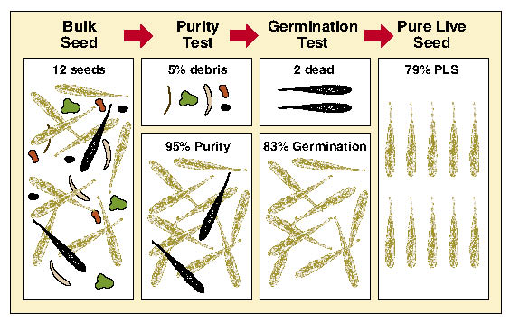 Figure 10.65 - Pure live seed (PLS) is the percent of the bulk seed weight that is composed of viable seed. In this example 95% of the bulk weight is composed of seed and of this seed 83% was found to germinate from seed tests. Multiplying % purity by % germination gives % pure live seed. 