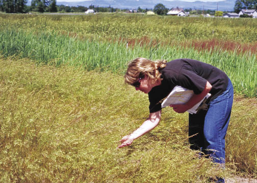 Figure 10.69 - It is important to visit seed producers to assess isolation distances, noxious weeds, culturing practices (e.g., irrigation, fertilization), and expected seed yields. The best period to visit is during seed ripening and seed harvest.