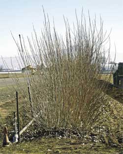 Figure 10.71a - Stooling beds (A) are an efficient way of ensuring that a ready supply of hardwood cuttings of the proper species and source are available (B).