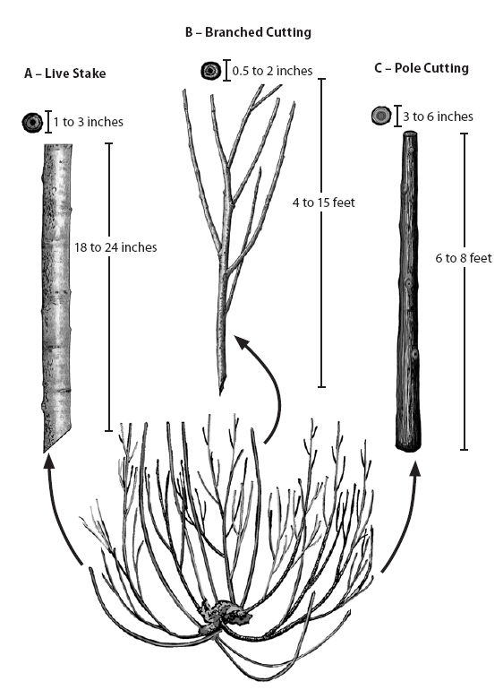 Figure 10.73 - Several types of hardwood cuttings can be obtained from stooling beds, including cuttings for propagation at the nursery or live stakes and branched cuttings for restoration projects. Note that larger plant materials require extra time to produce.
