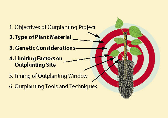 Figure 10.75 - Steps 2 through 4 of the Target Plant Concept are very useful when ordering nursery stock (adapted from Landis and Dumroese 2006).