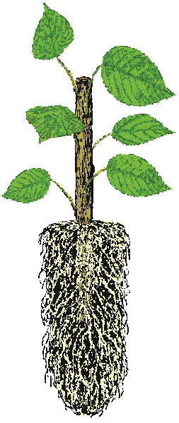Figure 10.84 - Rooted cuttings are the quickest and easiest way to produce some woody plants, such as cottonwoods and willows.
