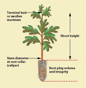 Figure 10.85 - Grading criteria for seedlings are based primarily on stem diameter, height, terminal bud, root volume, and integrity.