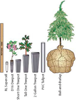 Figure 10.80 - Nurseries can produce plants in all shapes and sizes. The best stocktype for your project will depend on site conditions and time and method of planting.