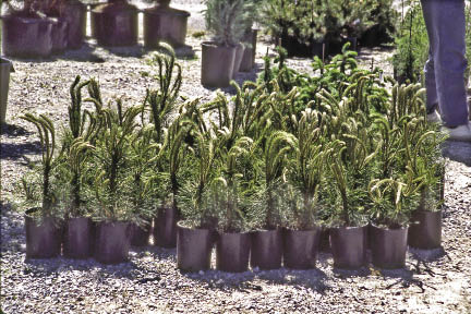 Figure 10.81a - The shoots of these pine seedlings have grown too large for the size of the root system which increases moisture stress after planting. In addition, the buds have broken dormancy, which means the plants will not tolerate rough handling (A). Poorly balanced or conditioned nursery stock will struggle to survive and grow after planting and exhibit signs of "transplant shock" (B).