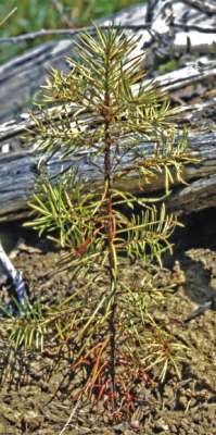 Figure 10.81b - The shoots of these pine seedlings have grown too large for the size of the root system which increases moisture stress after planting. In addition, the buds have broken dormancy, which means the plants will not tolerate rough handling (A). Poorly balanced or conditioned nursery stock will struggle to survive and grow after planting and exhibit signs of "transplant shock" (B).
