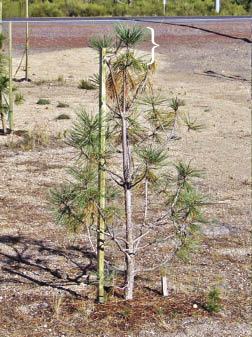 Figure 10.82a - The ponderosa pine seedling in the photograph (A) was grown for four or five years at a nursery and outplanted on a semi-arid site. The photograph was taken one year after outplanting and shows the seedling has undergone transplant shock due to the imbalance, or high shoot to root ratio, of the seedling when it was planted. The seedling was root-bound when it was planted. The tree responded by dropping most of its nursery needles and grew very little in height in the first year. Photograph B shows a ponderosa pine seedling that was grown in a one-gallon container for one year, then outplanted. Because this seedling had good balance and was not root-bound, it did not undergo transplant shock after it was outplanted. After two years, this seedling is well established. The brackets in both A and B show the current year leader growth.