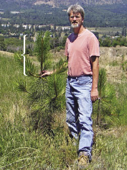 Figure 10.82b - The ponderosa pine seedling in the photograph (A) was grown for four or five years at a nursery and outplanted on a semi-arid site. The photograph was taken one year after outplanting and shows the seedling has undergone transplant shock due to the imbalance, or high shoot to root ratio, of the seedling when it was planted. The seedling was root-bound when it was planted. The tree responded by dropping most of its nursery needles and grew very little in height in the first year. Photograph B shows a ponderosa pine seedling that was grown in a one-gallon container for one year, then outplanted. Because this seedling had good balance and was not root-bound, it did not undergo transplant shock after it was outplanted. After two years, this seedling is well established. The brackets in both A and B show the current year leader growth.