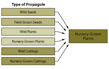 Figure 10.83 - Nursery grown plants are propagated from source-identified seeds or other starter plant materials. Usually, seeds or starter materials must be secured prior to the award of a plant production contract. 