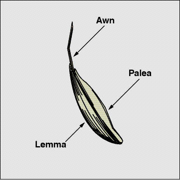 Figure 10.99 - Grass seeds are protected by sets of bracts called the lemma and the palea (the lemma is the larger, outer covering, and the palea is the shorter, interior sheath). The awn is a fibrous bristle that extends from the midrib of the lemma. The awns for most grass species are removed during cleaning for easy sowing. The lemma and palea should be kept on the seeds to protect them from seed damage during sowing, especially in hydroseeding operations.