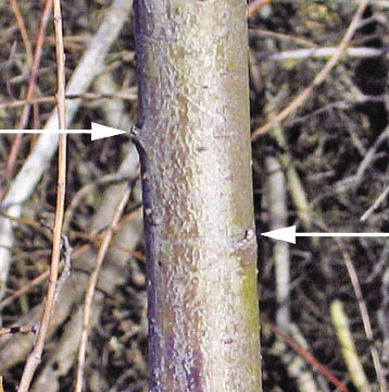 Figure 10.108 - The vertical orientation of buds on older willow (Salix spp).stems can be visually difficult to discern (see arrows). Keeping track of the orientation of the bud from collection to installation is very important. 