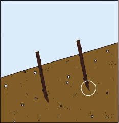 Figure 10.109a - Live stakes are cut at an angle on the basal end (circle) for easier installation and to assure the stake is placed with buds facing up. Cuttings with buds installed upside-down will not develop into plants.