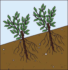 Figure 10.109b - Live stakes are cut at an angle on the basal end (circle) for easier installation and to assure the stake is placed with buds facing up. Cuttings with buds installed upside-down will not develop into plants.