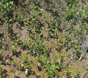 Figure 10.112 - Hand-sticking cuttings at high densities is an option for saturated soils where the soils are too wet for installation of fascines or brush layers. This photograph shows leaves forming on cuttings several months after installation.