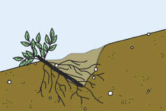 Figure 10.113 - Live brush layers are cuttings that are placed on benches and covered with soil (A). The basal end of the cuttings should extend back to the base of the bench, and the growing tip should just show out of the soil. When placed on the contour and at regular intervals, live brush layers form a network of roots and vegetation that tie the slope together in a series of strips, increasing slope stability and reducing erosion.